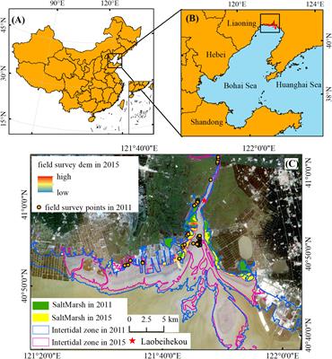 Predicting the regime shift of coastal wetlands based on the bistability features in the intertidal zone: A case study in the Liaohe estuary